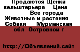 Продаются Щенки вельштерьера  › Цена ­ 27 000 - Все города Животные и растения » Собаки   . Мурманская обл.,Островной г.